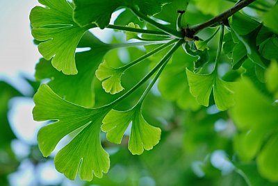 Ginkgo biloba 'Mariken' - jinan dvoujlaločný - letní listy